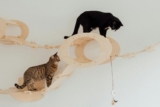 The Evolution of Cat Toys: What’s Trending Now